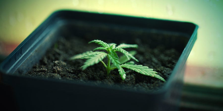 Growing Cannabis In Pots
