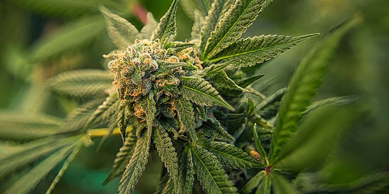 Tip #1: Pick strong genetics for healthy cannabis plants