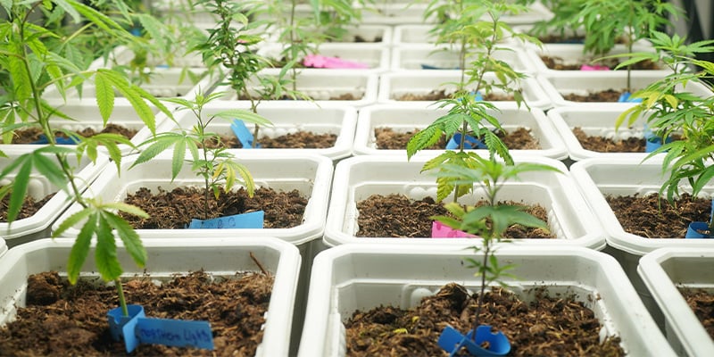Tip #2: Create the perfect growing conditions from the start