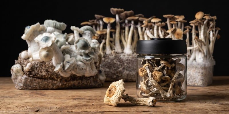 Strains for experienced trippers Strains for experienced trippers