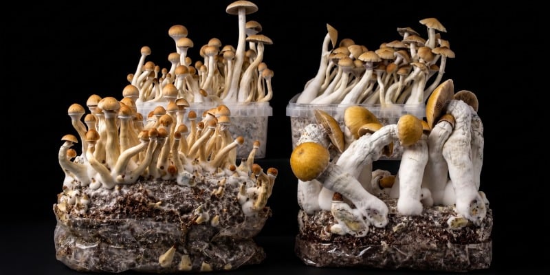 Great strains for beginners Great strains for beginners