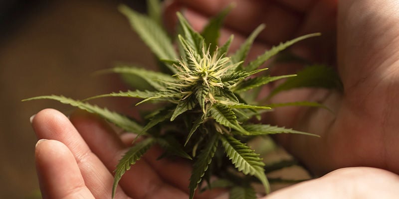 The Duration And Different Levels Of A Weed High - Zamnesia Blog