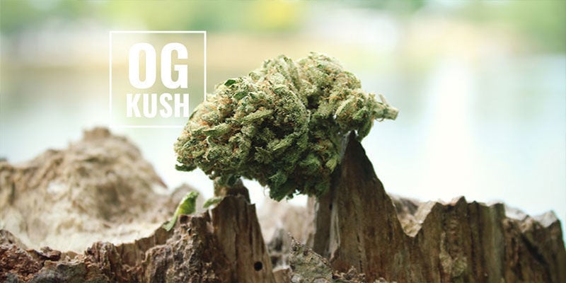 OG Kush Cannabis: What Does The OG Mean?