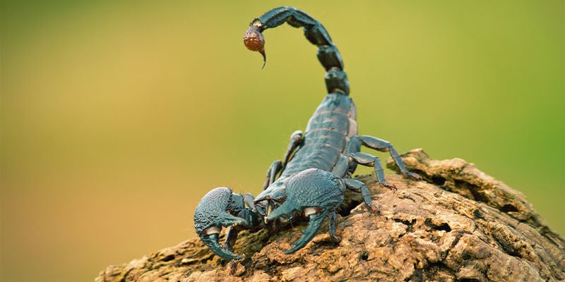 Scorpion