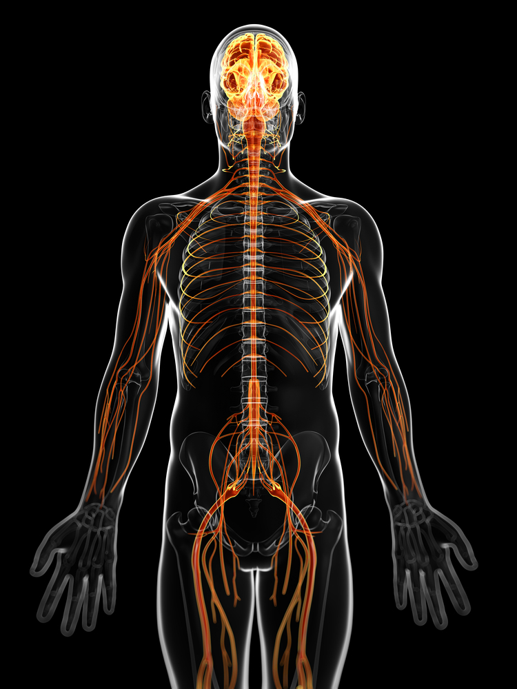 Human Nervous System