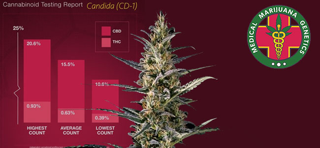 Candida Candida