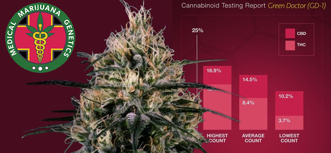 Green Doctor Medical Marijuana Genetics Green Doctor Medical Marijuana Genetics