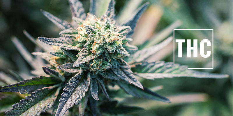 The Duration And Different Levels Of A Weed High - Zamnesia Blog