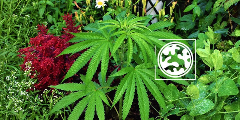 Companion planting to camouflage cannabis plants