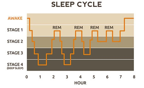 Sleep cycle