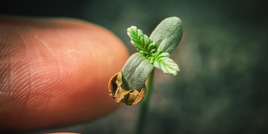 How To Easily Germinate Cannabis Seeds In Soil