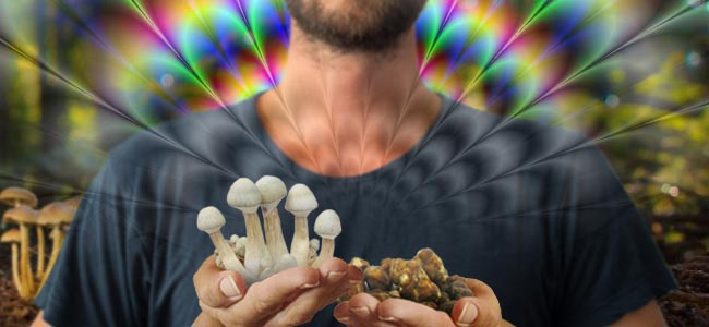 DIFFERENCE BETWEEN MAGIC MUSHROOMS AND MAGIC TRUFFLES