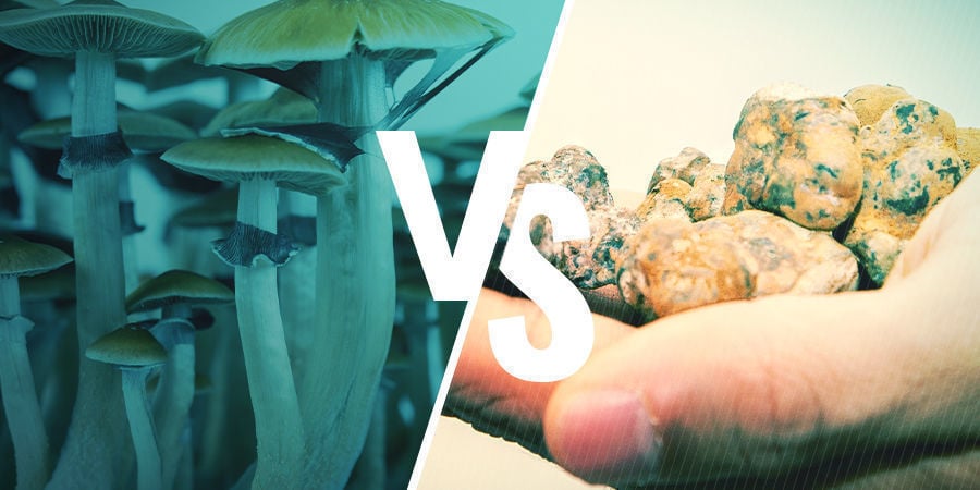 What's The Difference Between Magic Truffles And Magic Mushrooms?