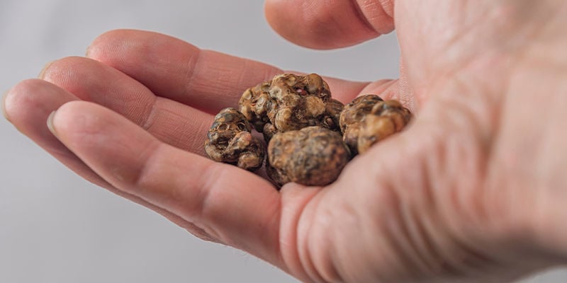 Do magic truffles have different effects than mushrooms?
