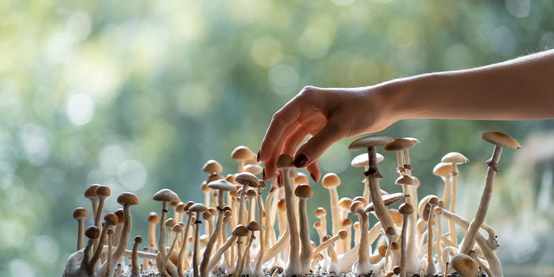 Legality: Where are magic truffles and magic mushrooms allowed?