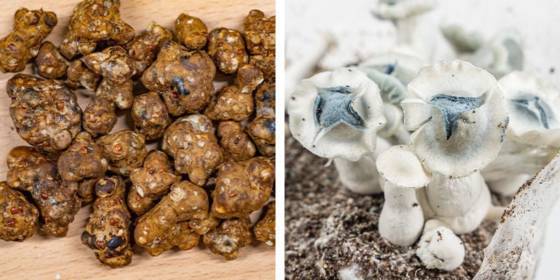 What are magic truffles and magic mushrooms?