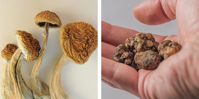 Which is better for beginners: Magic truffles or magic mushrooms?