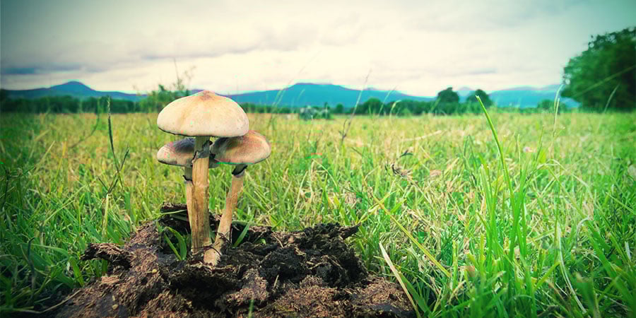 The History Of Magic Mushrooms The History Of Magic Mushrooms