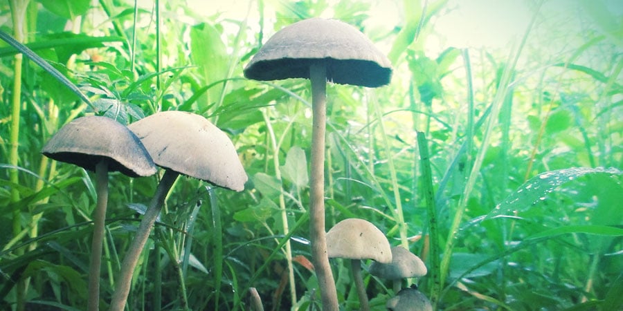What Is Copelandia Cyanescens? What Is Copelandia Cyanescens?
