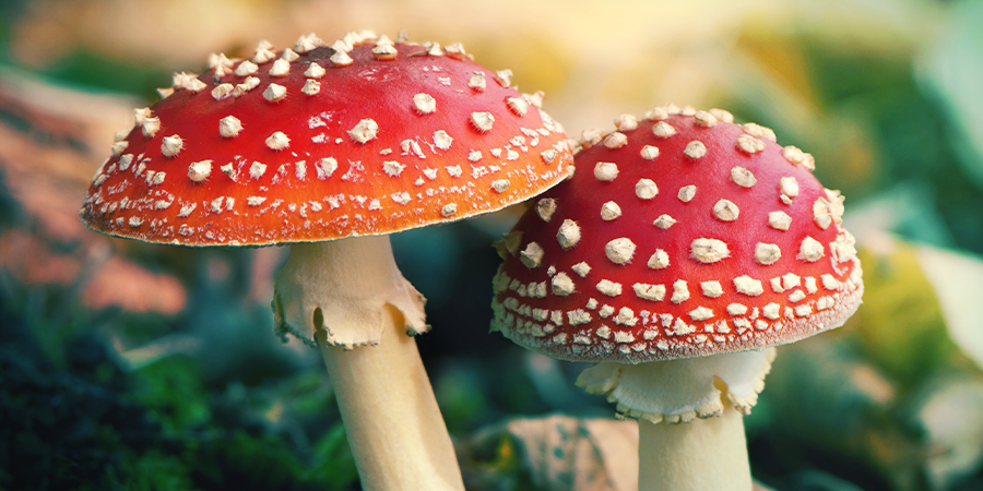 What Is Amanita Muscaria? What Is Amanita Muscaria?