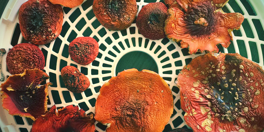 Amanita Muscaria: Usage & Medical Use Amanita Muscaria: Usage & Medical Use