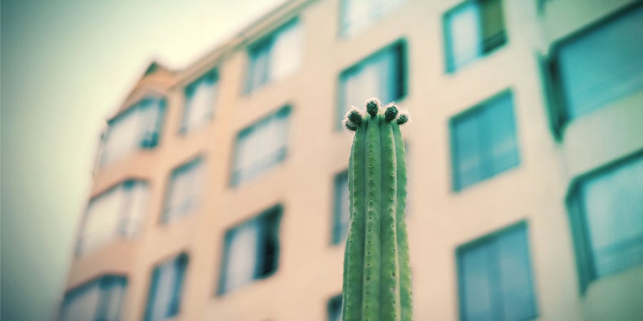 Growing San Pedro