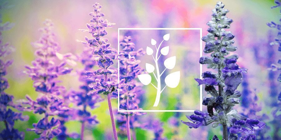 Salvia: Everything You Need To Know