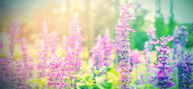 Salvia: Everything You Need To Know