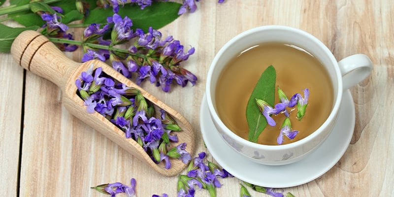 How does Salvia divinorum work?