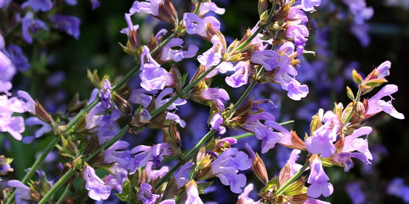 Learn your way around Salvia divinorum
