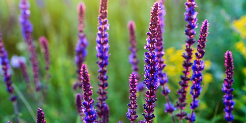 What is Salvia divinorum?