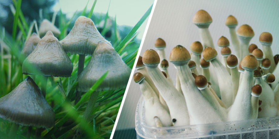 What Do Magic Mushrooms Look Like?