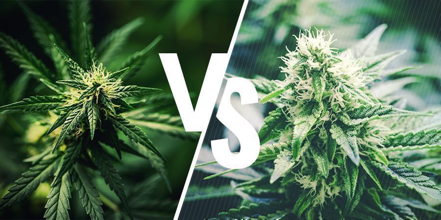 What’s The Difference Between Hemp And Cannabis?