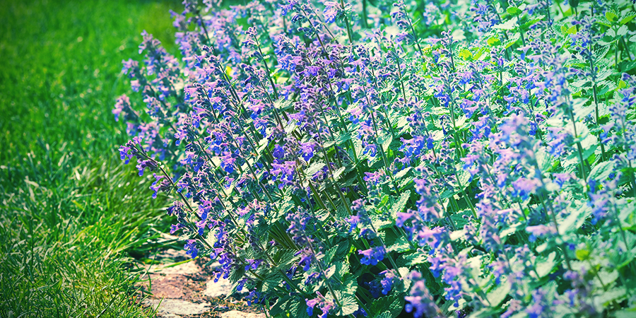 Catmint Catmint