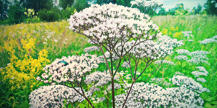Valerian Valerian