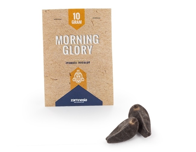 Morning Glory