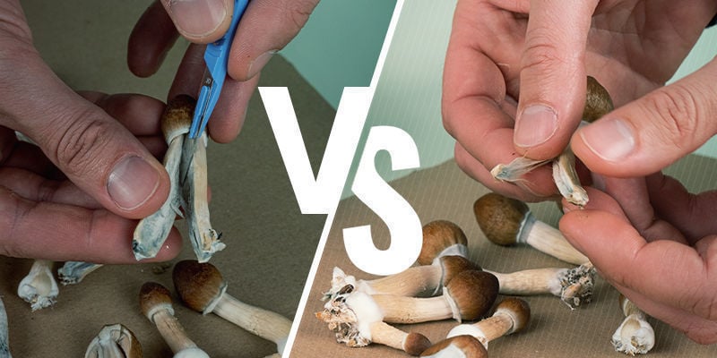 Cutting Or Tearing Mushrooms: Is It Bad For Potency?