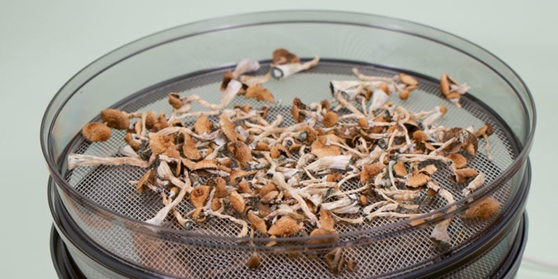 Drying Magic Mushrooms Using A Dehydrator