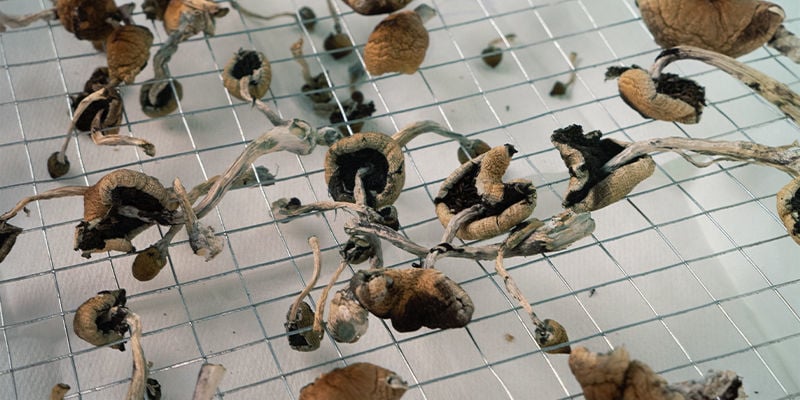 https://www.zamnesia.com/img/cms/CMS_Pages/285_Dry_And_Store_Magic_Mushrooms/The-Easiest-Magic-Mushroom-Drying-Methods.jpg