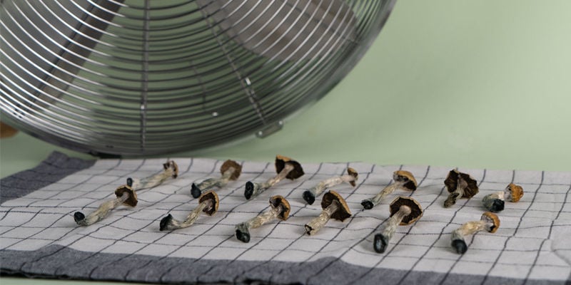 How To Dry Mushrooms Using A Food Dehydrator 