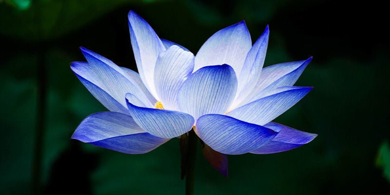 Blue Lotus