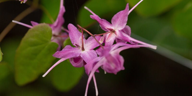 Horny Goat Weed