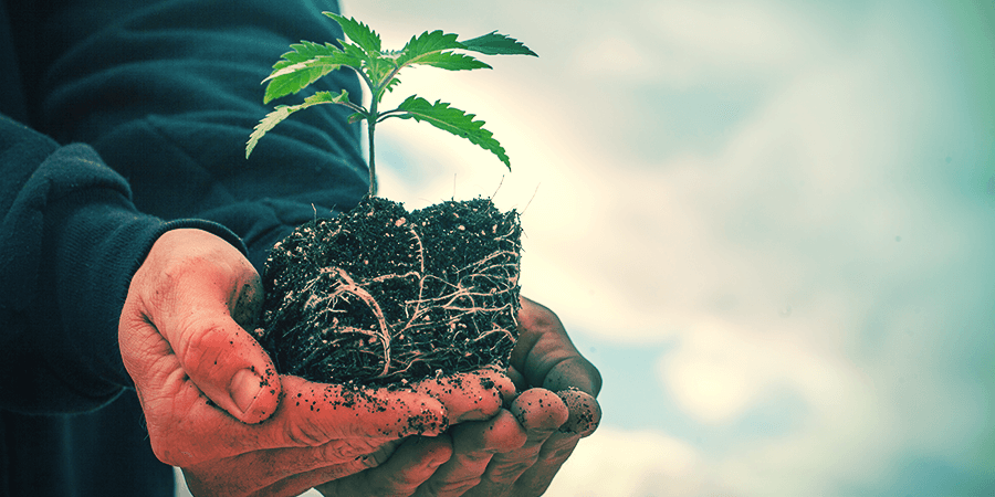 Sativa Vs. Indica: The Difference In Growth