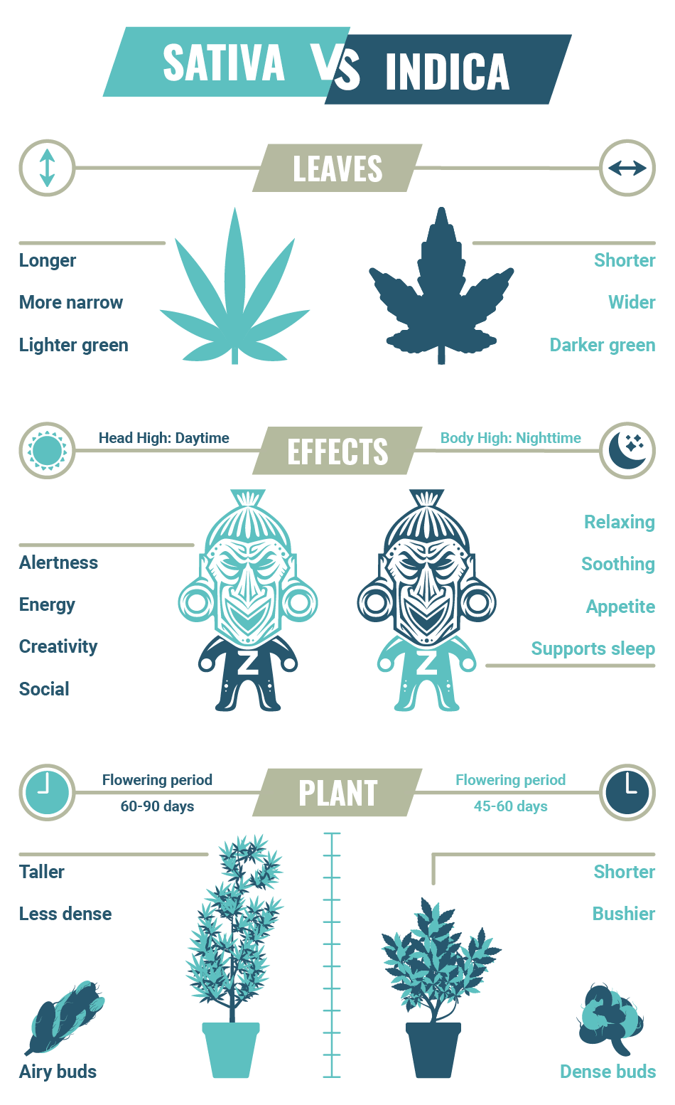 Sativa vs. Indica. Indica: Eigenschaften