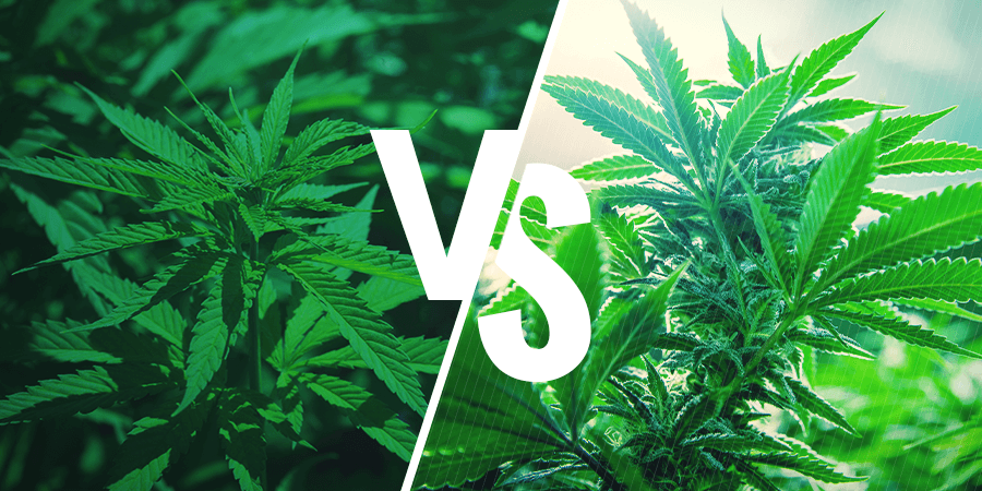 Sativa Vs Indica Chart