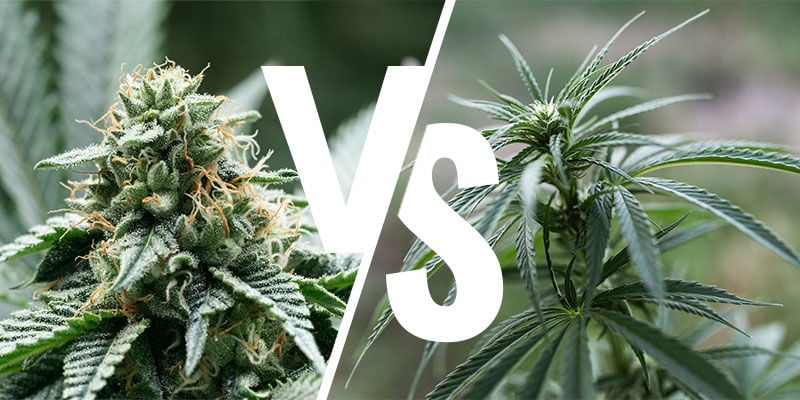 What Do The Terms Indica & Sativa Mean?