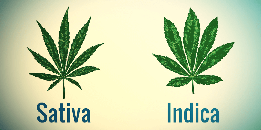 Sativa Vs. Indica: Traits