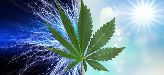 Sativa Vs. Indica: Traits