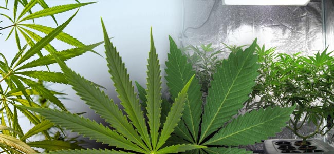 Sativa Vs. Indica: The Difference In Growth