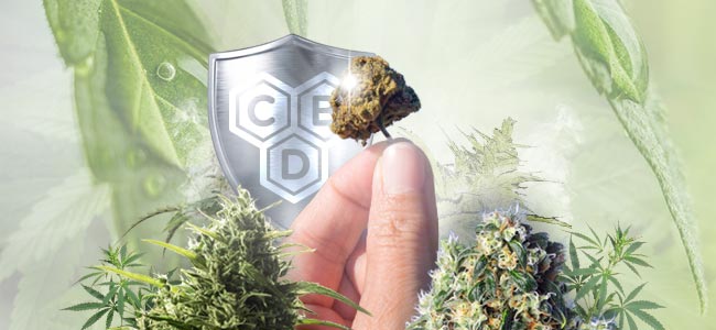 CBD-Rich Cannabis Strains
